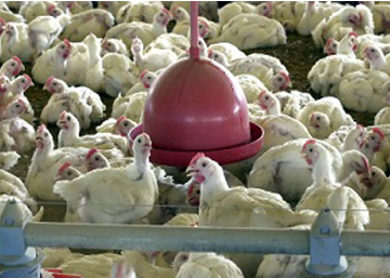 Foto: Agência Brasil Criação de aves