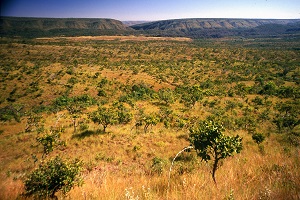 Foto aérea de campo de cerrado com arbustos e árvores baixas Foto aérea de campo de cerrado com arbustos e árvores baixas