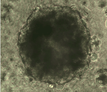imagem de células cardíacas vistas em microscópio