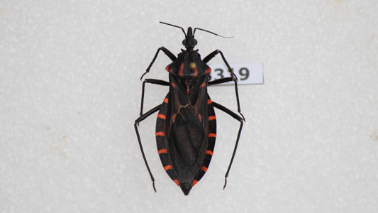 Vetor da Doença de Chagas