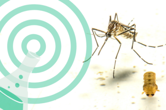 Aedes aegypti