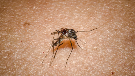 Mosquito aedes aegypti