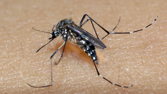 Aedes aegypti