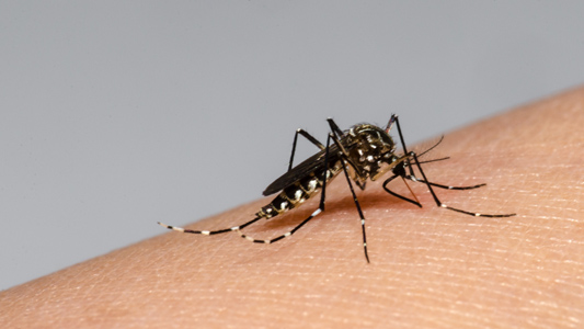 Aedes aegypti