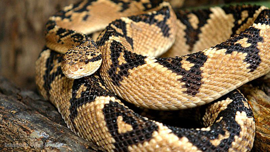 Cobra