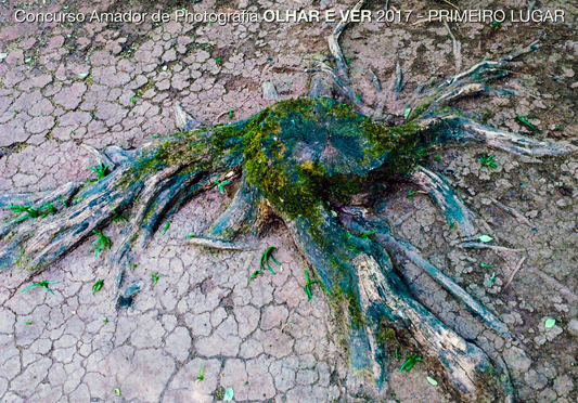 Fungos e plantas crescendo em uma árvore cortada 