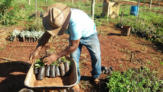 A partir da esquerda: o prefeito de Piacatu, Euclasio Garrutti; o engenheiro agrônomo do NGBS, Valério Morelli; e o produtor rural Aparecido Gambina 