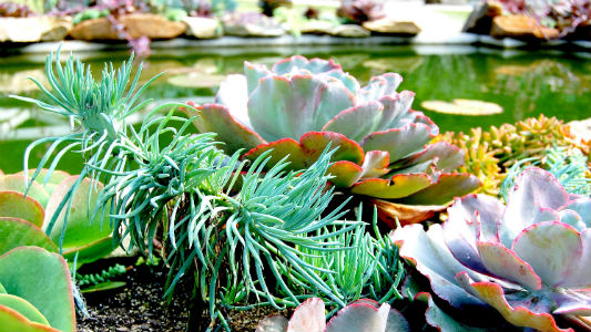 Foto de plantas variadas ao redor de um lago