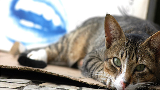Gato deitado