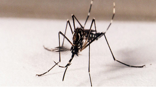Aedes aegypti