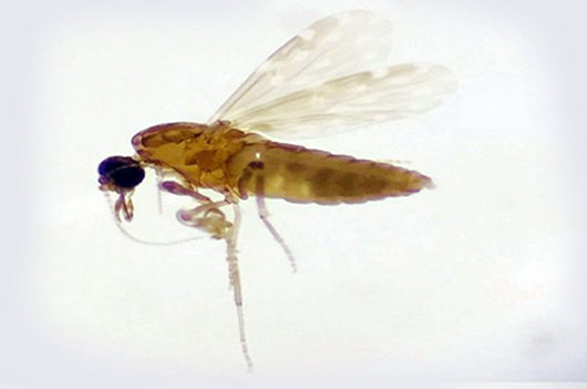 Foto do novo mosquito 