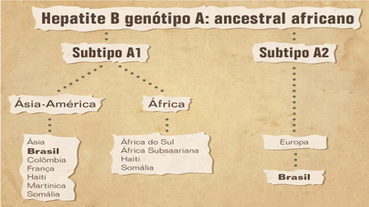 Infográfico explicando a origem da Hepatite B no mundo