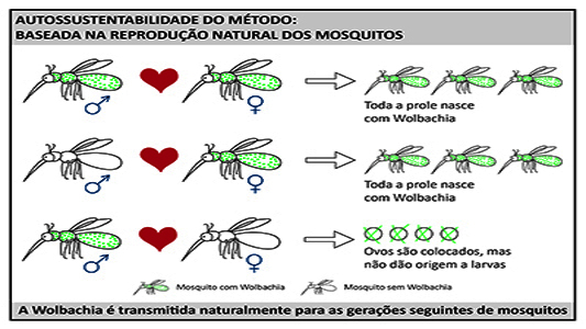 Infográfico do projeto