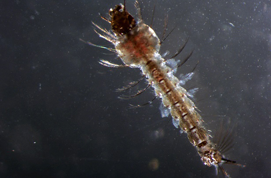Larva do mosquito Anopheles sp.