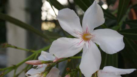 Flor