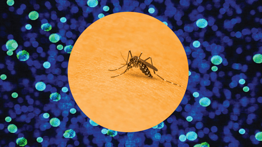 Mosquito aedes aegypti