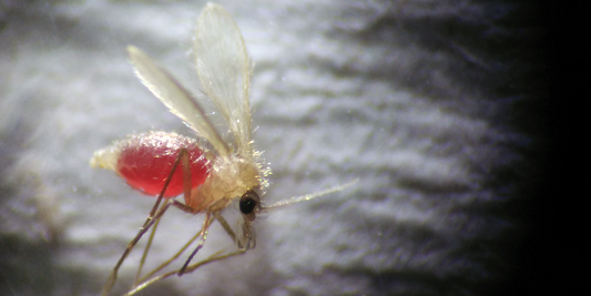 Migonemyia migonei
