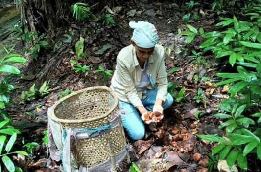 Mulher colhendo plantas