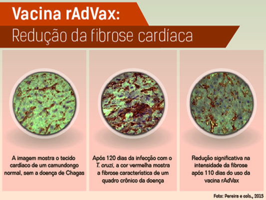 Infográfico sobre a vacina rAdVax