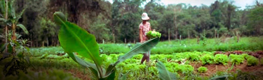 Mulher cuidando de uma plantação