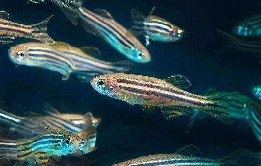 Zebrafish