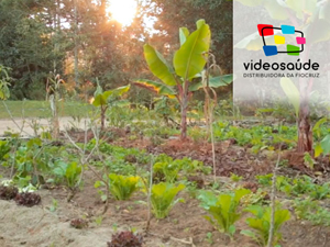 Plantação de bananas e hortaliças