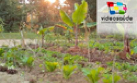 Imagem: Icict Plantação de bananas e hortaliças