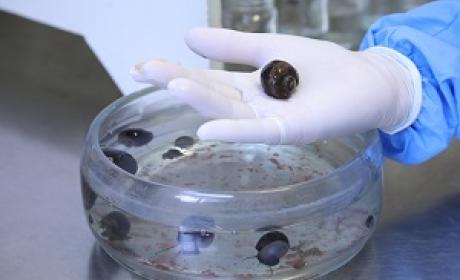 Pesquisador trabalhando no laboratório