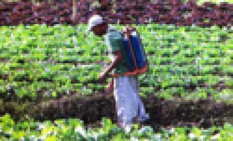 Foto: Acervo Fiocruz Rapaz aplica agrotóxicos numa plantação