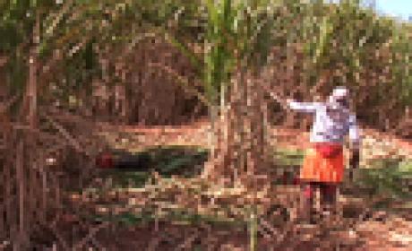 A paracoccidioidomicose aparece entre trabalhadores rurais, marceneiros, jardineiros, tratoristas, pequeno trabalhadores rurais etc (Foto: Acervo VideSaúde) Plantação de cana. Trabalhador rural à direita da tela