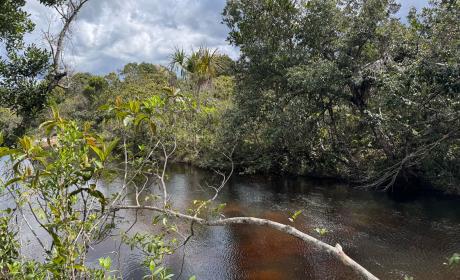Paisagem do Cerrado