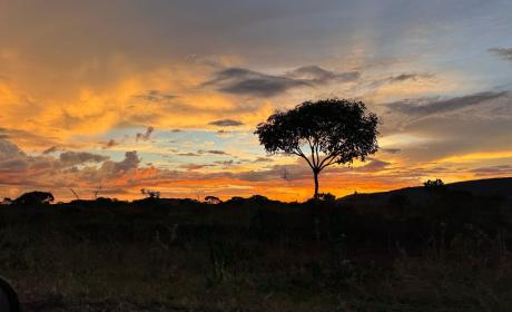 Cerrado