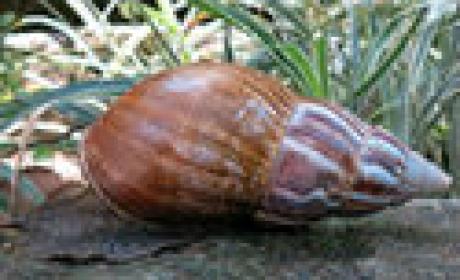 Molusco achatina fulica. Foto: Acervo IOC Foto de exemplar do molusco achatina fulica