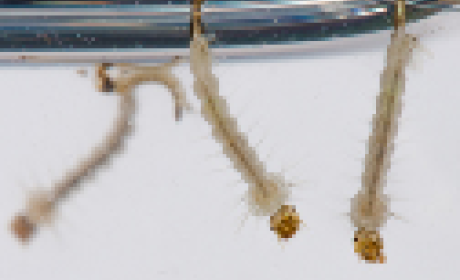 Foto: Rodrigo Mexas e Raquel Portugal Larva do Aedes Aegypti