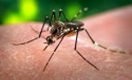 Imagem do mosquisto Aedes aegypti