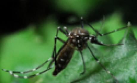 Medidas recomendadas pelo Programa Nacional de Controle da Dengue não foram suficientes para conter a disseminação do vírus tipo 4 (Foto: IOC) Foto do Aedes Aegypti