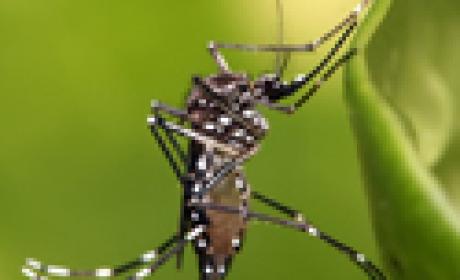 Foto do mosquito Aedes Aegypt