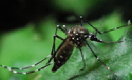 Livros didáticos e materiais impressos são importantes ferramentas nas ações educativas para auxílio à prevenção da dengue Aedes aegypti, mosquito transmissor da dengue