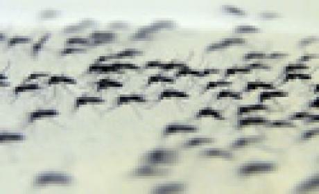 Foto: Peter Iliciev Fotos de vários mosquitos Aedes aegypiti