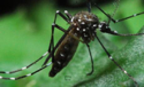 Mosquito Aedes aegypti