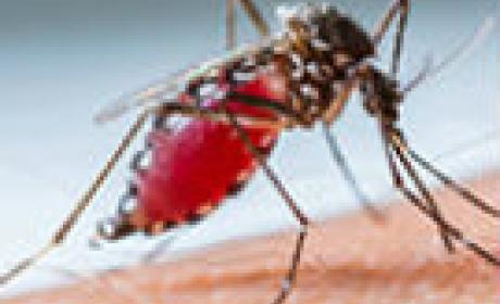 Imagem: Ensp Aedes aegypti