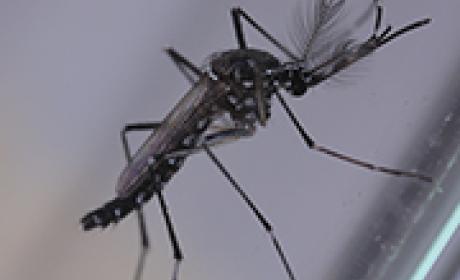 Imagem: IOC Aedes aegypti