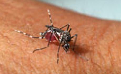 Foto: IOC Foto de um mosquito Aedes aegypti