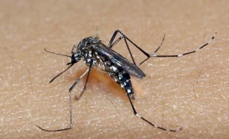 Foto: Fiocruz Imagens Aedes aegypti