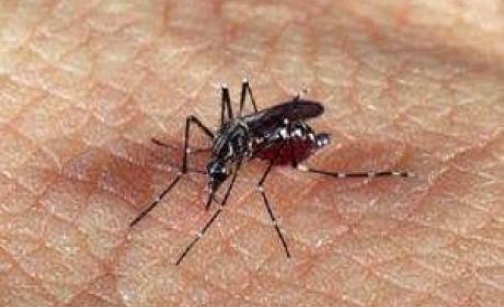 Mosquito da dengue