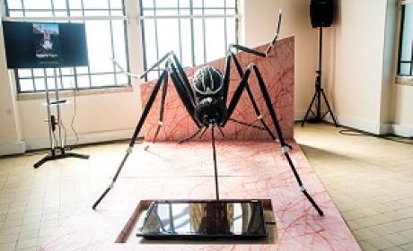 Aedes aegypti