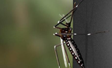 Aedes aegypti em modelo virtual (Imagem: Leonardo Perim/ IOC/ Fiocruz) mosquito