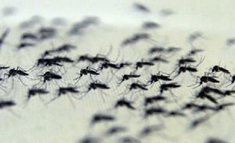 Mosquitos agrupados