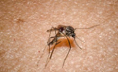 Foto: Raquel Portugal e Rodrigo Mexas Mosquito aedes aegypti