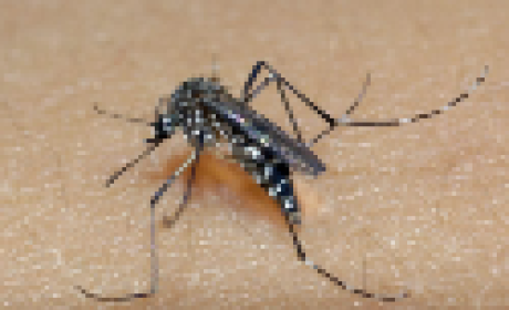 Foto: Raul Santana Aedes aegypti